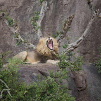 leeuw op kopje gapende mannetjes leeuw met grote hoek tanden op en tussen de kopjes van de serengeti tanzania