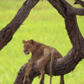 leeuwin op een boomtak met die poten hangend naar beneden kijkend over de vlaktes van Tarangire