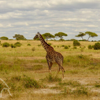 giraffe in Tarangire Giraffe lopen over de vlaktes van Tarangire