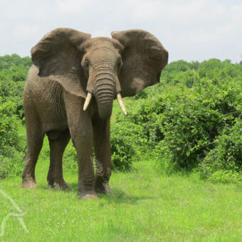 solo ganger olifant in Tarangire