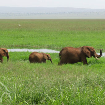 olifanten in het moeras in Tarangire olifanten in het groene moeras in Tarangire