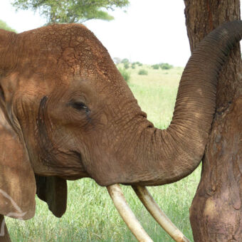 slapende olifant in Tarangire close up van een olifant die zijn slurftegen een boom houdt