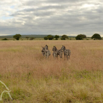 zebra's in Tarangire zebra's wegkijkend in het hoge gras van Tarangire