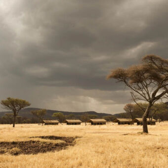 midden in de natuur donkere wolken boven de serengeti met op de voorgrond geel gras een acacia en daarachter vier safari tenten