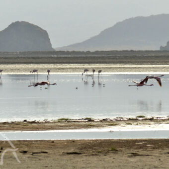 Flamingo's op Lake Natron klein strandje met daar achter Lake Natron waar flamingo's over heen vliegen en in het water lopen op zoek naar voedsel