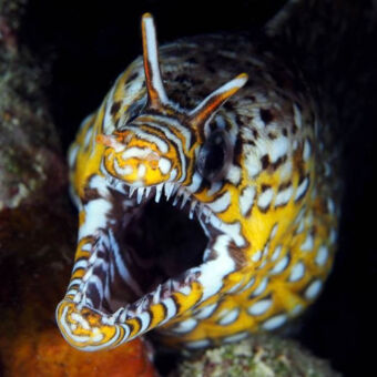 de gekste soorten vis met een huid als van een tijger en open bek vol tanden en zebra strepen mnemba zanzibar