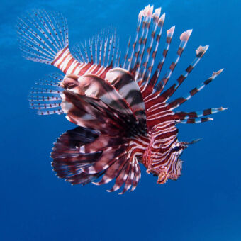 zeldzame vissen vis met rood en witte strepen stekels op de rug aan de staart en kleine scherpe pintjes aan de vinnen