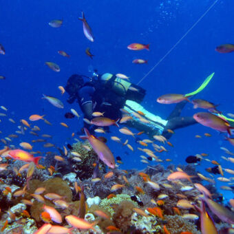 kleurenpracht duiker met duikpak en flessen omringd door allemaal vissen en zwemmend boven een koraal Mnemba atol zanzibar