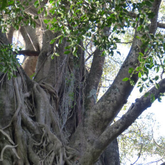 oude bomen detail van oude boom met veel vertakkingen
