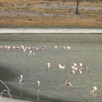 flamingo's flamingo's staand in het meer van de Empakai krater