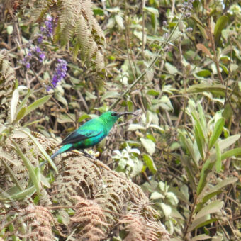 kleurrijke vogels groene glanzende kleine vogel met lange zwarte snavel zittend op een dorre varen