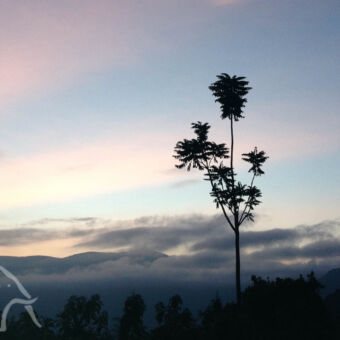 zonsopkomst een tak met blaadjes en daar achter de lucht met een beetje roze gloed tijdens een zonsopkomst bij de Empakai krater tanzania
