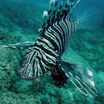 lion fish vis zwart met witte strepen en stekels in dezelfde kleuren op de rug maziwe ieiland voor de kust van pangani tanzania