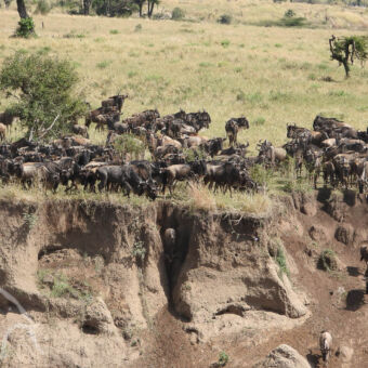 spektakel van een oversteek wildebeests op een stijle oever kijkend naar een geschikte plek om naar beneden te komen bij de rivier de mara in tanzania