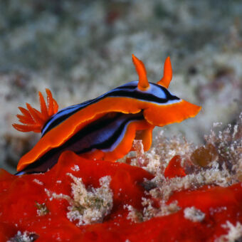 bewonder en verwonder visje met oranje duivelshoorntjes een een blauw zwarte rug en en fel oranje rand liggend op een rood kleurige koraal mnemba zanzibar tanzania