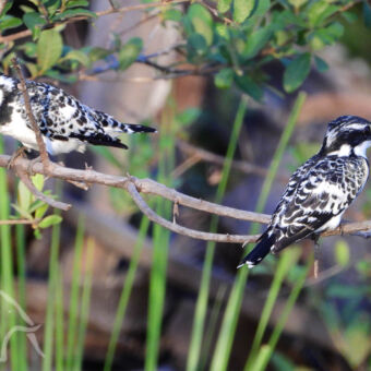 zwart-witte kingfishers aan de waterkant Aan de oever van de Rufiji rivier in Nyerere twee bonte ijsvogels - Pied Kingfisherin