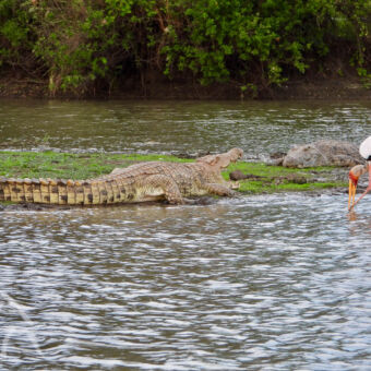 krokodillen op de oever krokodil met de bek open liggend op de oever met daar vlakbij een watervogel die voedsel aan het zoeken is