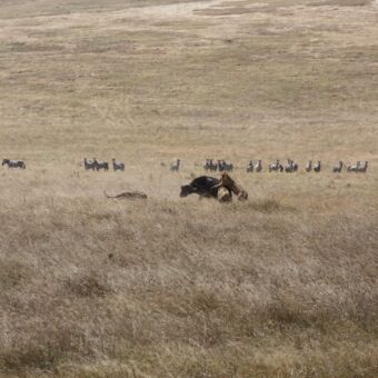 Wat een geluk om een 'kill' te zien! Kill van een buffel door drie leeuwen midden op de serengeti met zebra's in de verte die toekijken