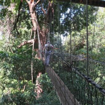 Treetop walkway Lake Manyara Safari Tanzania. Man lopend over de Treetop walkway touwbrug hoog in de bomen bij Lake Manyara