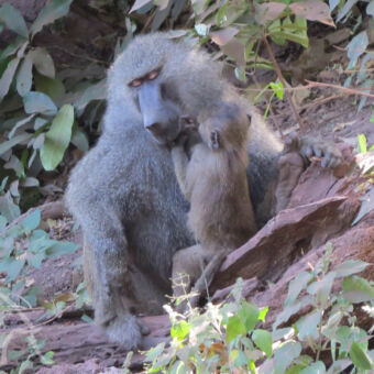 bavianen zittende moeder baviaan met een kleintje die haar vlooit