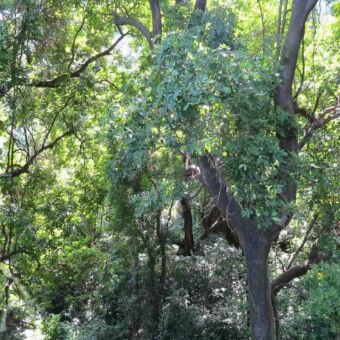 vanaf de touwbrug door de bomen een dichtbegroeid bos met oude bomen en dichte struiken