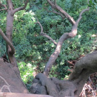 zicht vanuit de boom lopend op de Treetop walkway bij Manyara kijkend naar beneden naar een dicht bos met een dikke boom