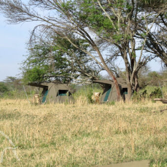 tenten wandelsafari-camp savanna met geel groen gras en twee koepeltentjes die gebruikt worden voor een wandelsafari over de serengeti tanzania