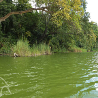 geniet van de rust het water van lake duluti en de groene oevers met grote bomen en dicht struikgewas