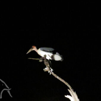 Marabou stork in het donker tijdens een night gamedrive zien we een slapende marabou stork op een dode tak