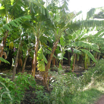 frisgroene bananenplantage grote groene bananenbomen waarvan sommige in bloei op een bananenplantage mto-aw-mbu