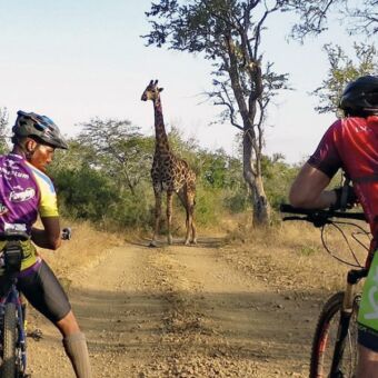 Moutainbiken in Arusha Arusha National Park. Even wachten want er staat een giraf op de weg. Safari activiteiten Tanzania mountainbiken. Twee mannen zitten op hun mountainbike maar staan stil Ze kijken naar een giraf die voor hun op de weg staat. Het is in Arusha National Park