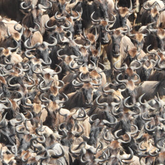 duizenden gnoes in de Mara rivier closeup foto van heel dicht op elkaar gepaste kudde gnoes tijdens hun oversteek van de mara rivier tanzania