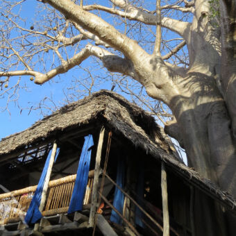 boomhut in baobab boom boomhut van onderen genomen in een in baobab boom mafia