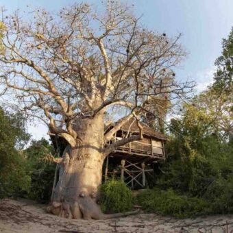 grote baobab met deels daarom heen een boomhut op maffia eiland tanzania