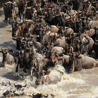 dringende groep gnoes zwemmend en springend in de mara rivier tijdens de migratie over de mara rivier tanzania
