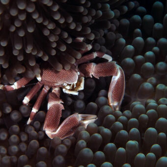 verscholen tussen het koraal diep rode krab met zwarte stipjes verscholen tussen het koraal divepoint zanzibar