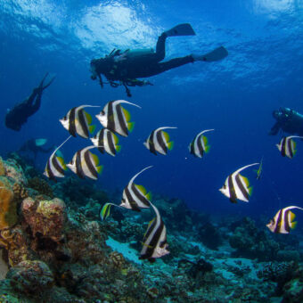 duiken in de kleurrijke onderwaterwereld gestreepte zwart met wit en groene start vissen met daarachter een duiker bij Maziwe eiland pangani tanzania