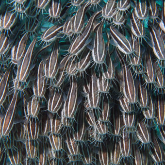 een school vissen grote school grijze vissen met witte strepen op hun rug en groene voelsprieten mnemba zanzibar