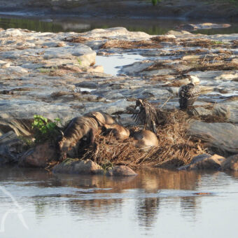 mara rivier in tanzania met rotsen en daarop de kadavers van gnoes met ernaast aasgieren