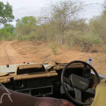 zicht vanaf de achterbank uitzicht vanaf de bank met achter het stuur de gids chauffeur kijkend in de bosjes en over de weg naar wild in zuid tanzania