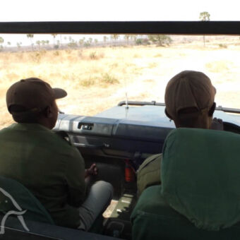 wildlife spotten gids en chauffeur in open rijdende safari auto bezig wild te spotten zuid-tanzania