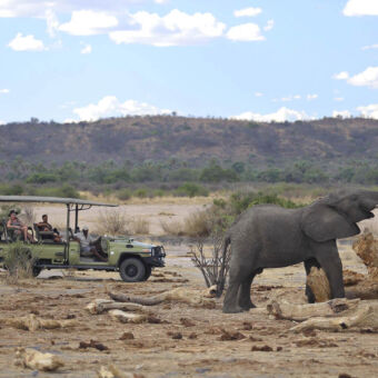 gamedrive Ruaha grote olifant die met zijn slurf stukken van een omgevallen baobab probeert te krijgen met daarachter een open safari auto met toeristen die kijken naar dit schouw in Ruaha Zuid-Tanzania