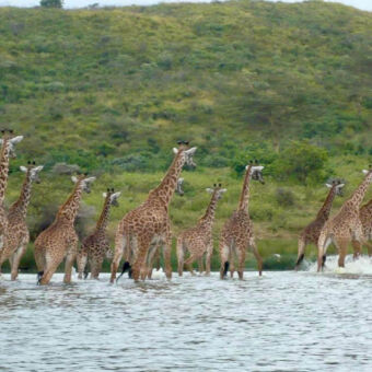 giraffen in het Momela meer tien volwassen giraffen met de poten in het water dicht bij elkaar in het Momela meer met op de achtergrond een groene heuvel in tanzania