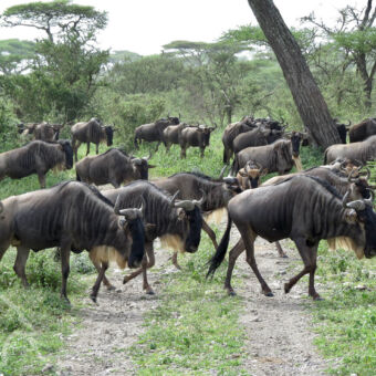 sjokkende gnoes groepje gnoes van dichtbij die sjokkend lopen naar Ndutu serengeti