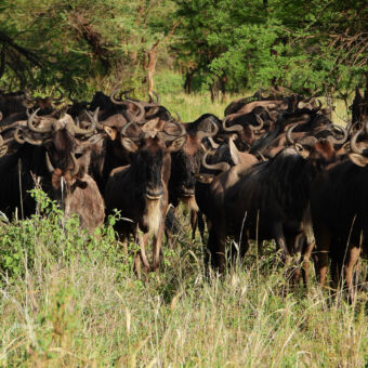 groepje wildebeest grote kudde wildebeast op zoek naar groen gras tijdens hun migratie tanzania