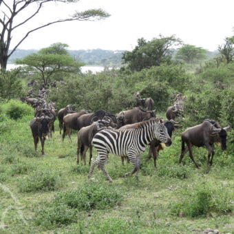 migrerende gnoes en zebra bij Ndutu in tanzania