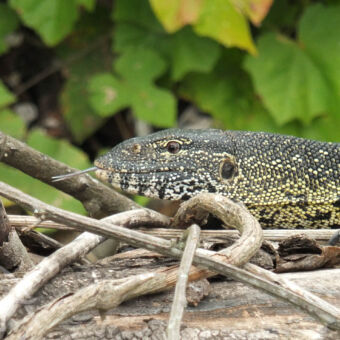 lizzard close up van een deel van een lizard die donker grijs is met gele stippen en zijn tong uitsteekt
