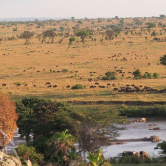 migratie Mara rivier gnoes die langs de oevers grazen oude vlakte van de serengeti met geel gras en zich ondertussen verzamelen en opmaken om de mara rivier over te steken