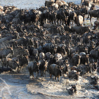 heel veel wildebeast in de mara rivier staand op rotsen zwemmend en onderzoekend serengeti