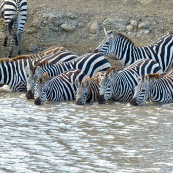 drinkende zebra's grote groep drinkende zebras half in het water